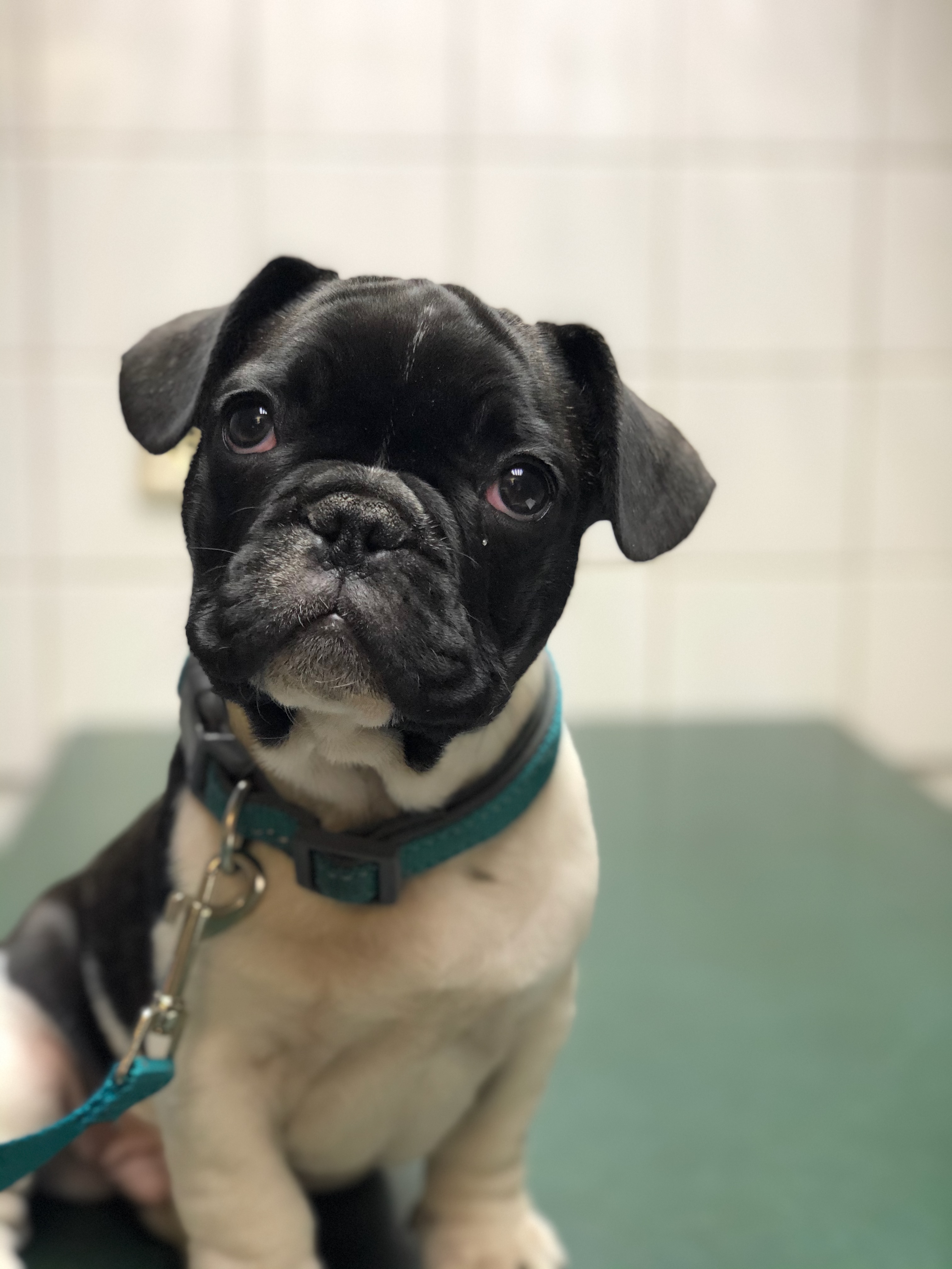 Chien accueilli à la Clinique vétérinaire Ben-Ahin