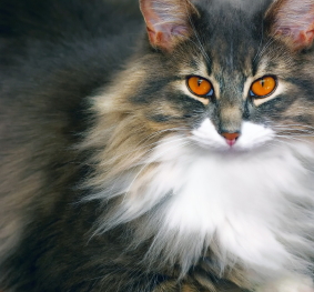 Chat