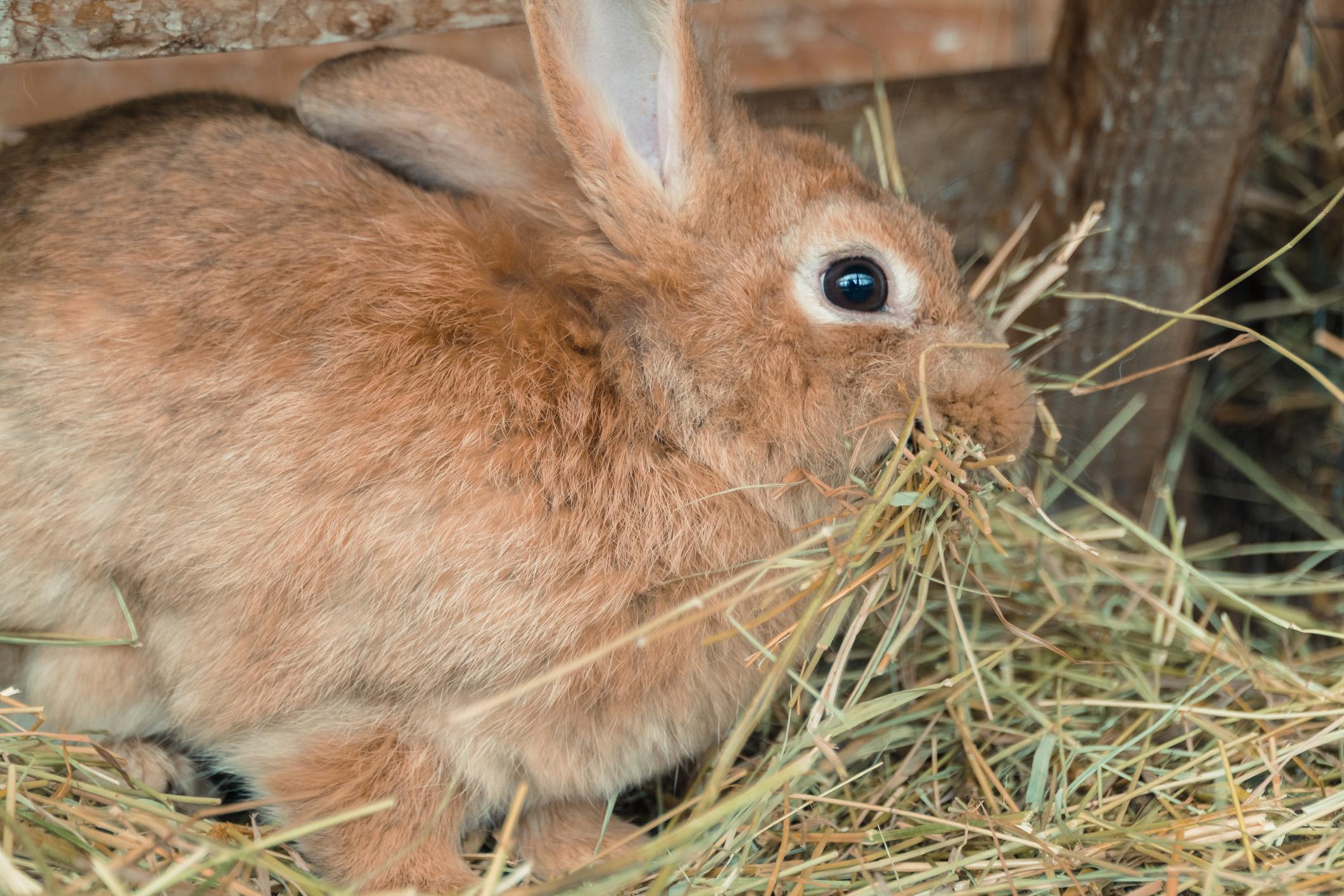 Alimentation du lapin