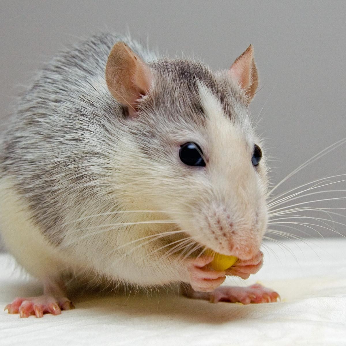 Alimentation des petits mammifères