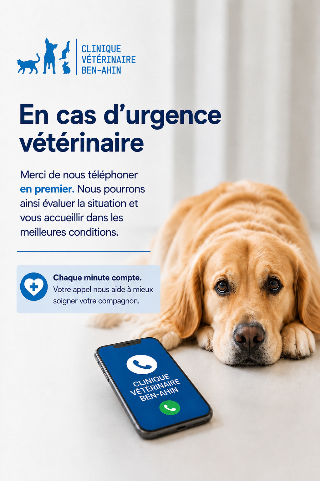 Chien blessé