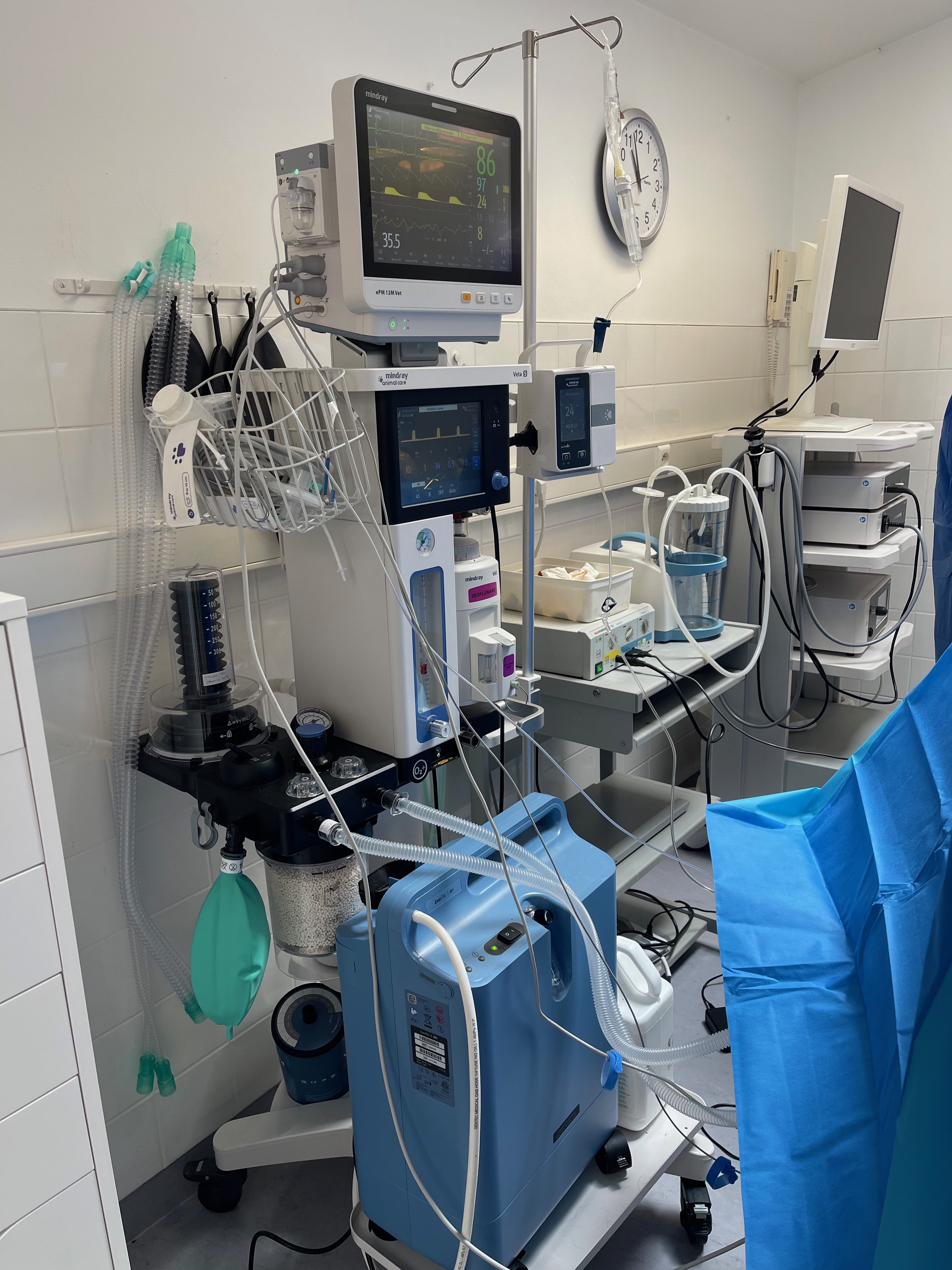 Intervention chirurgicale vétérinaire