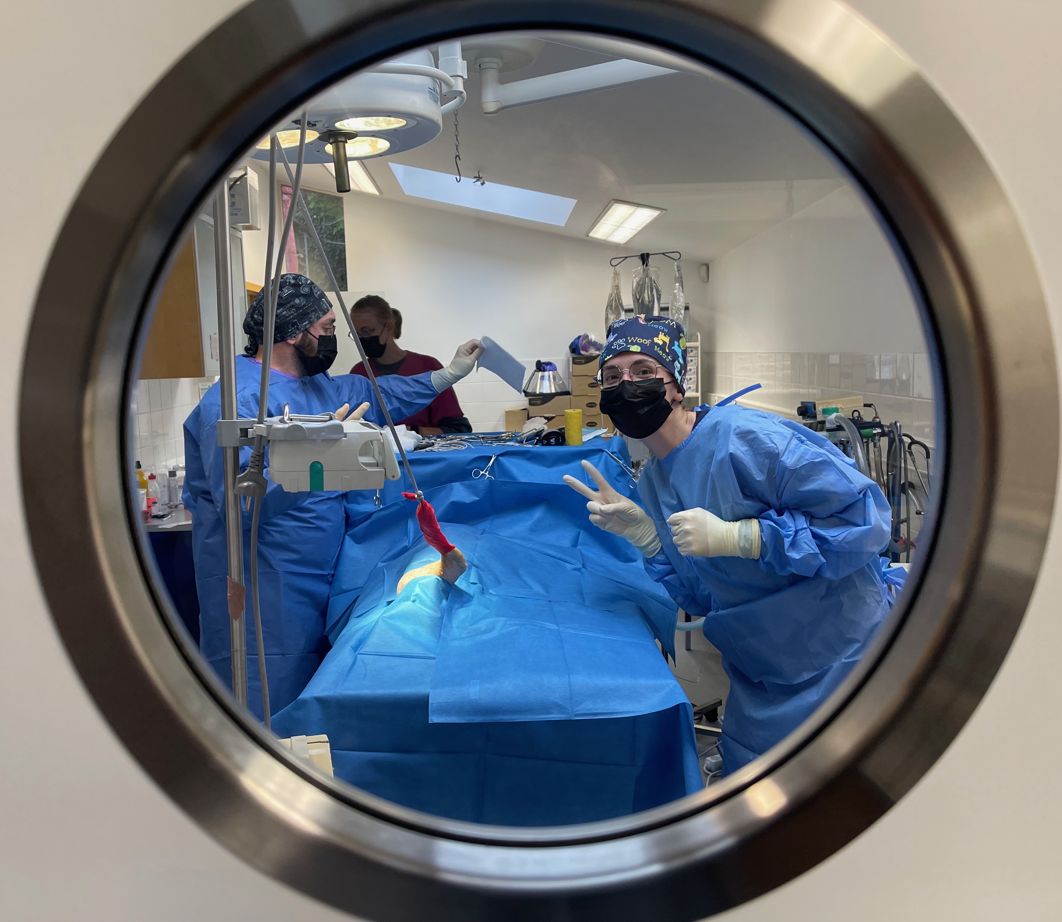 Compétences vétérinaires