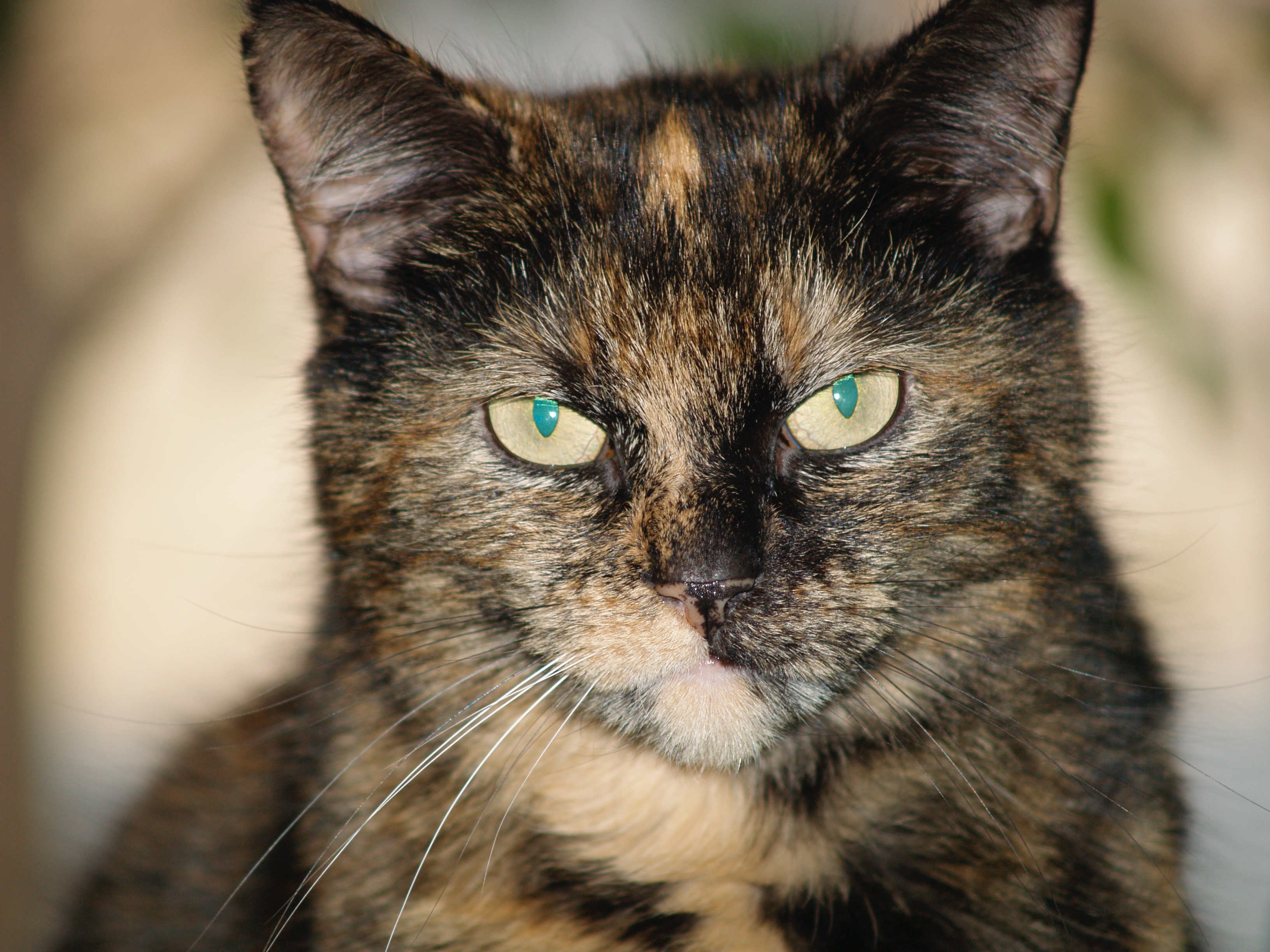 Conseils pour chats