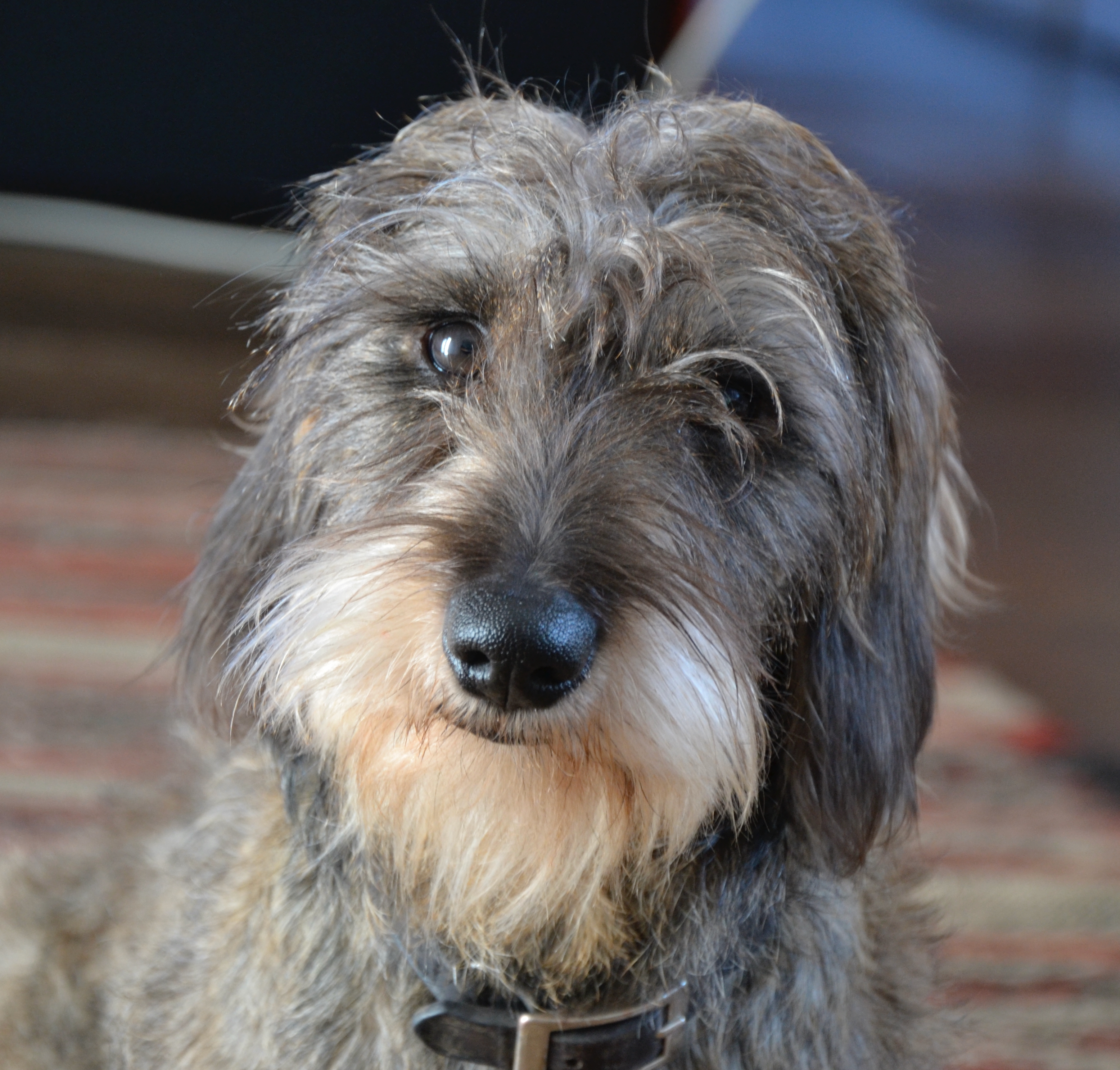 Conseils pour chiens