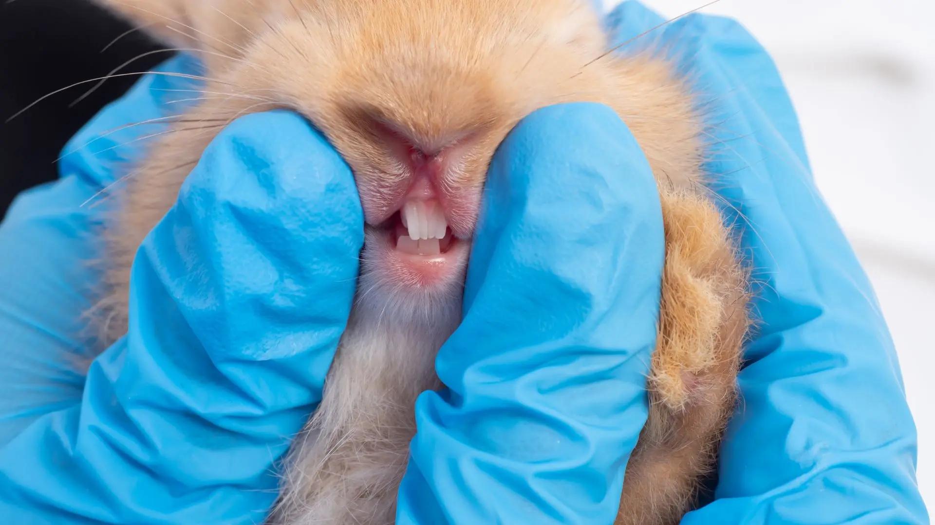 Examen dentaire du lapin