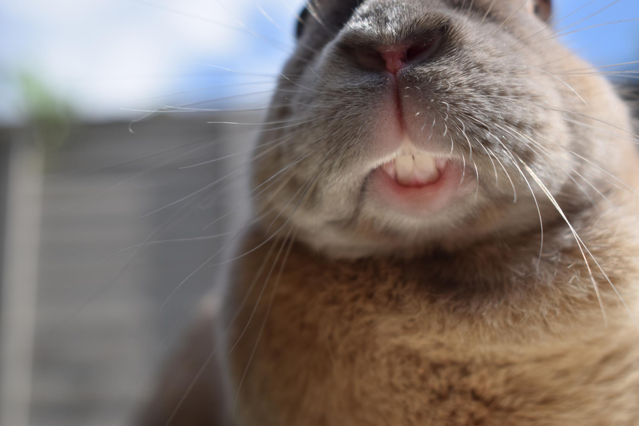 Dents du lapin