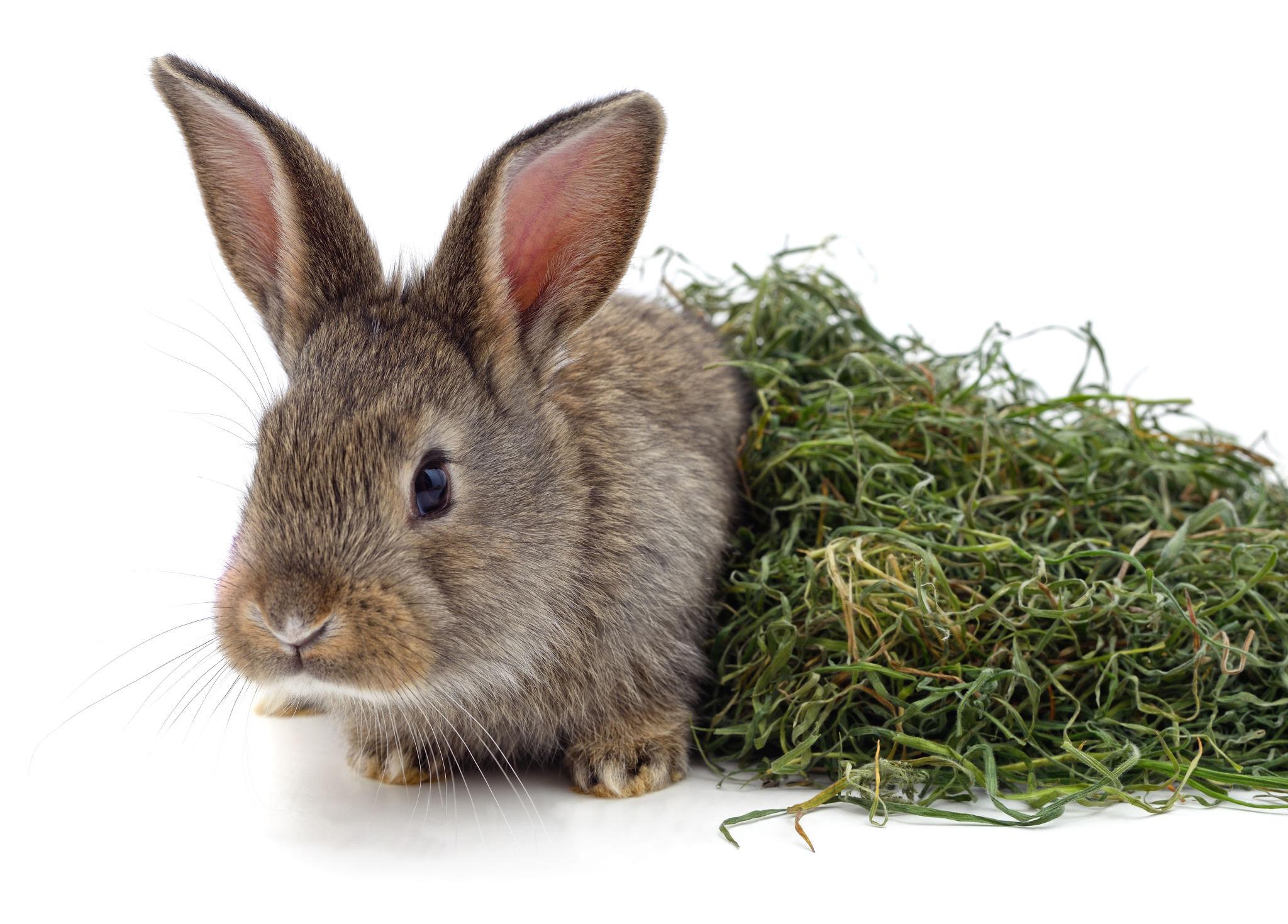 Alimentation du lapin