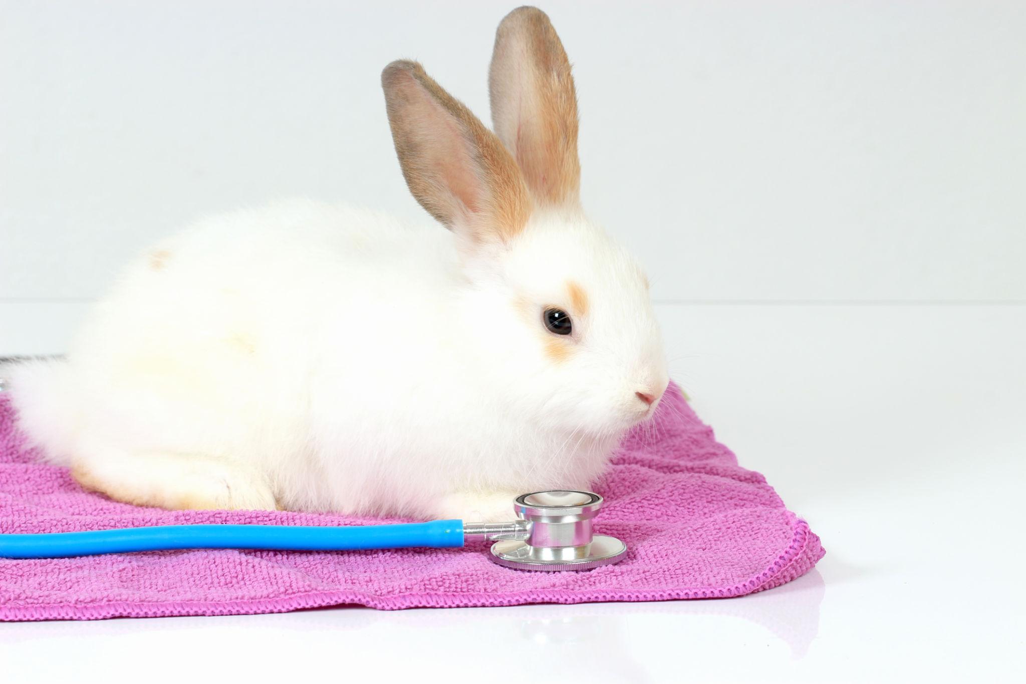 Prévention chez le lapin