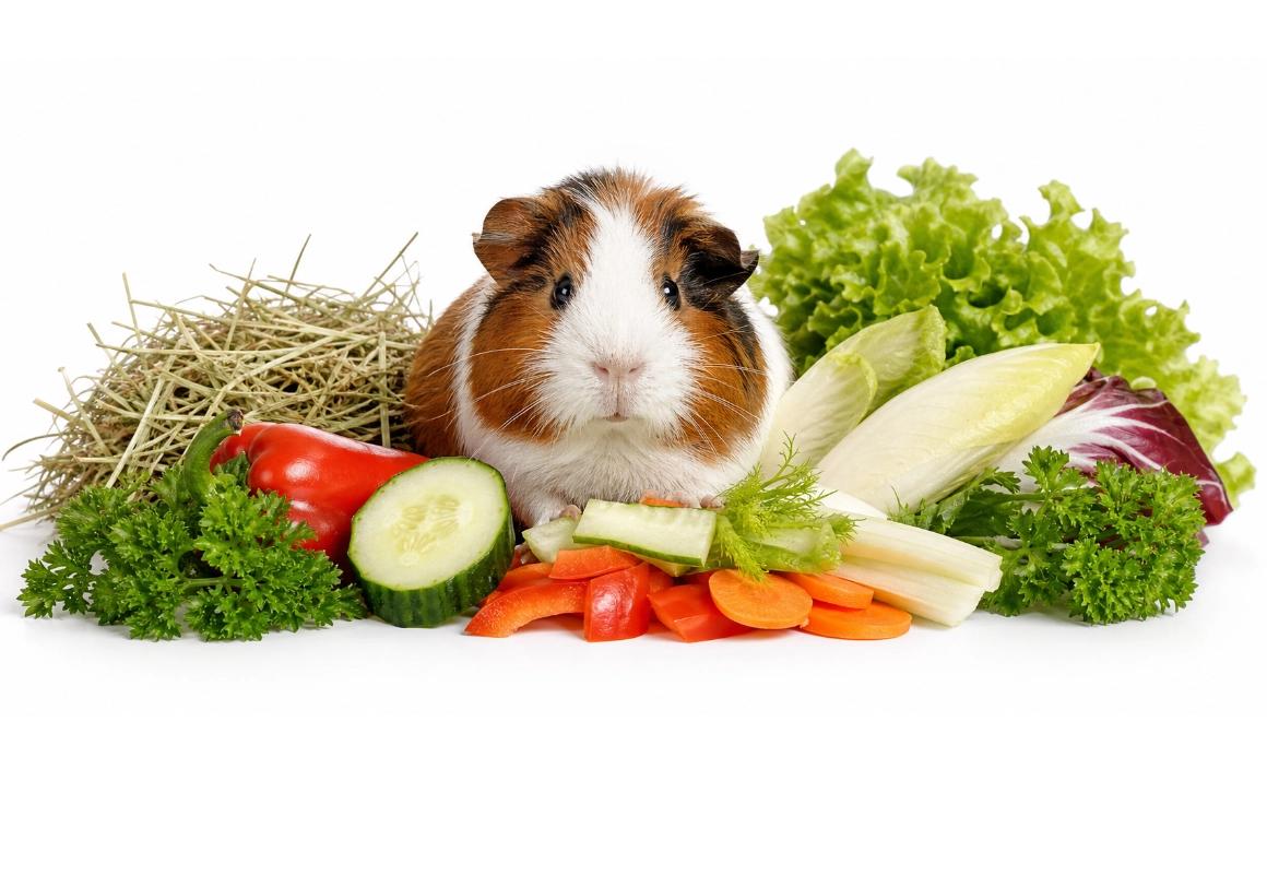 Alimentation petits mammifères