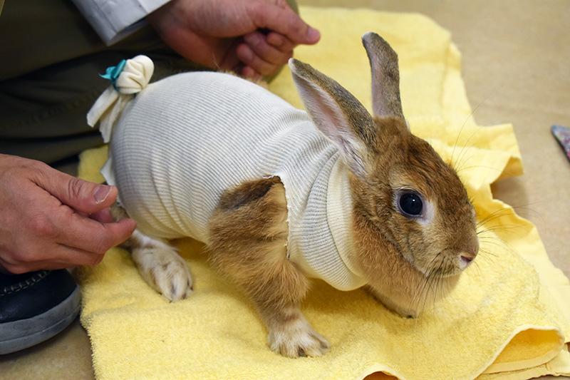 Lapin après chirurgie