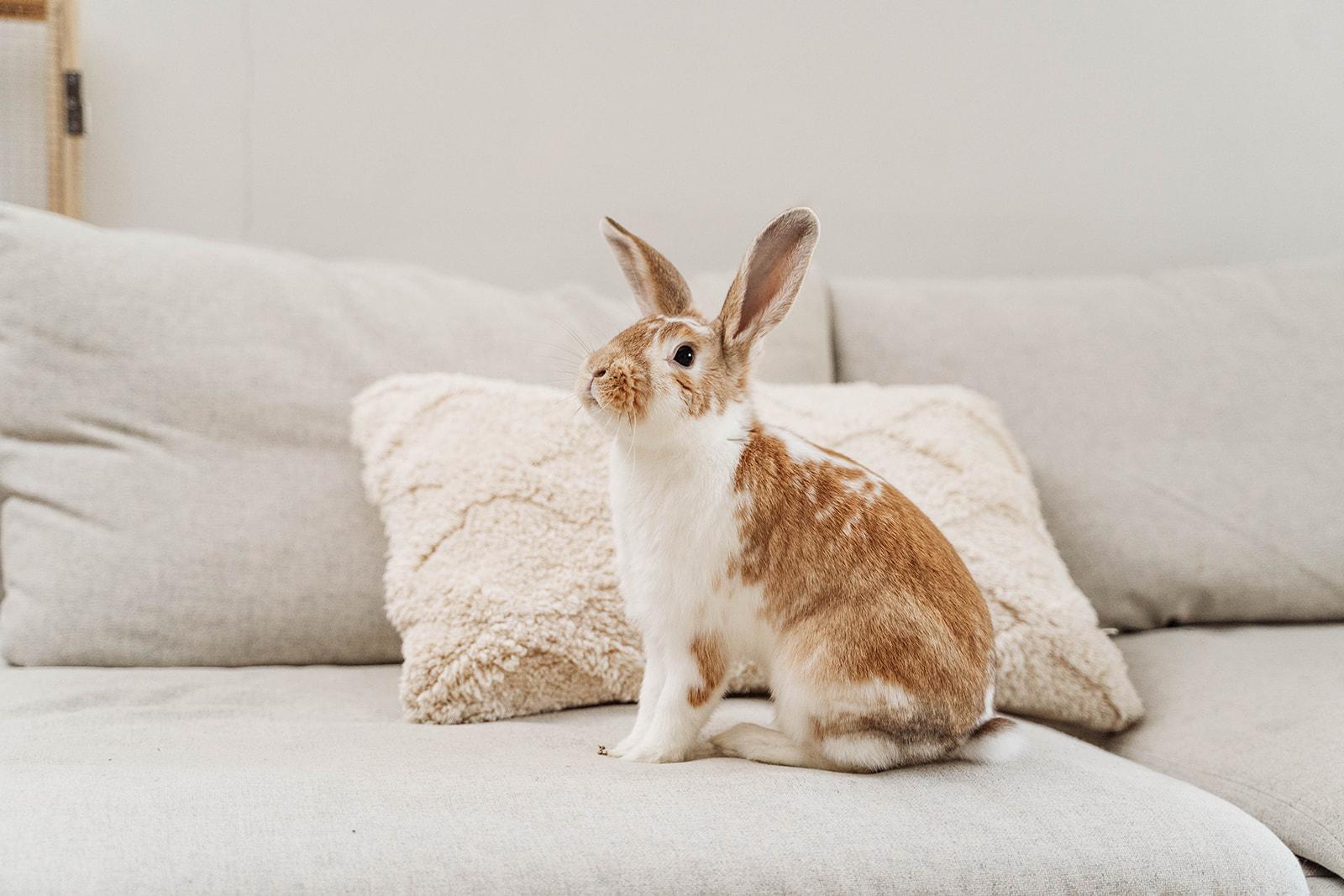 Stérilisation du lapin