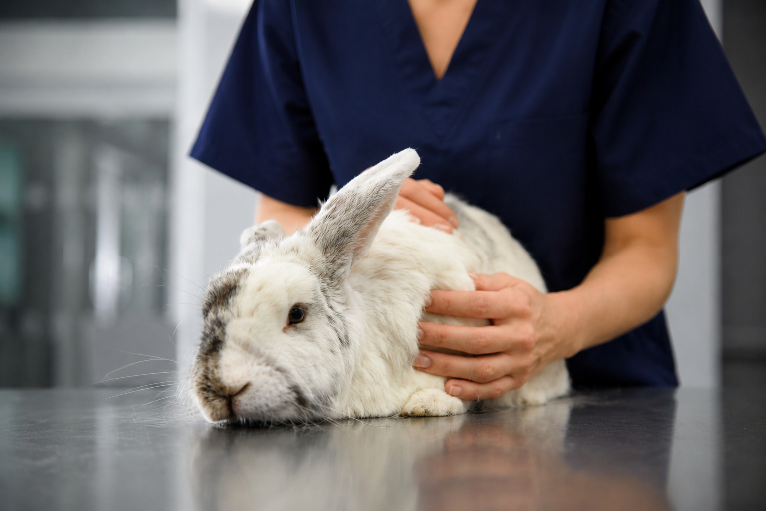 Vaccination et prévention du lapin